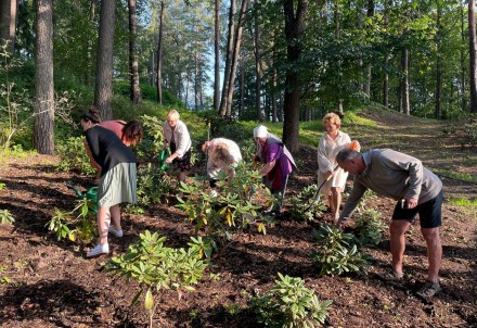 Priekuļu Saules parkā iestādīti 40 jauni rododendru stādi